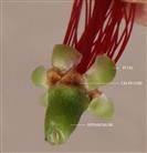 Flower-basal part